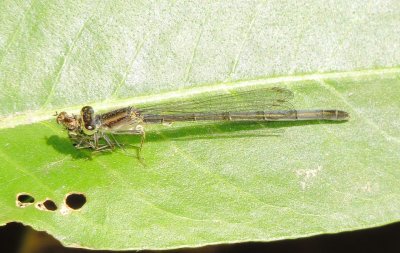 Eastern Forktail