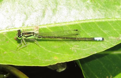 Eastern Forktail
