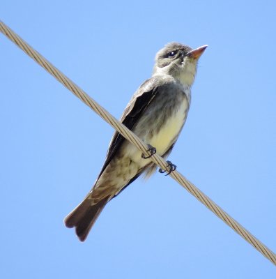 Olive-Sided Flycatcher