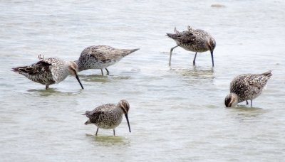 Stilt Sandpiper