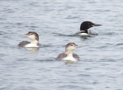 Common Loon