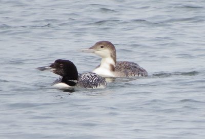 Common Loon