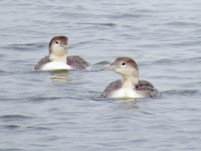 Common Loon