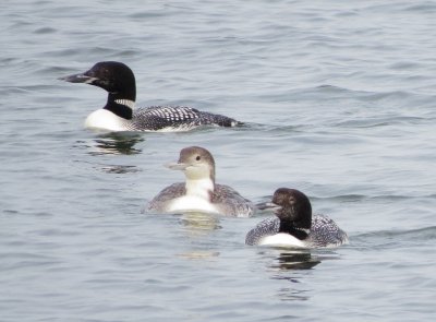 Common Loon