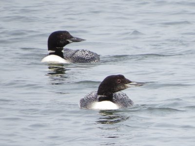 Common Loon