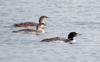 Common Loon