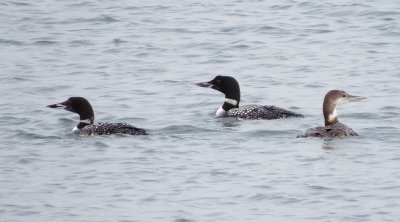 Common Loon