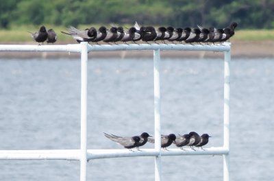 Black Tern