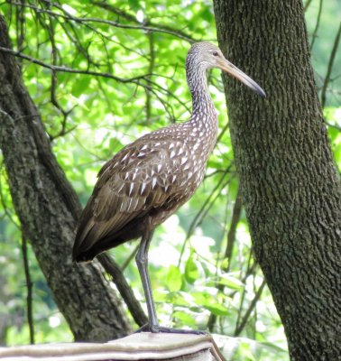 Limpkin