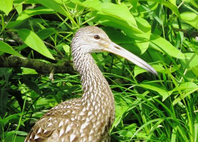 Limpkin