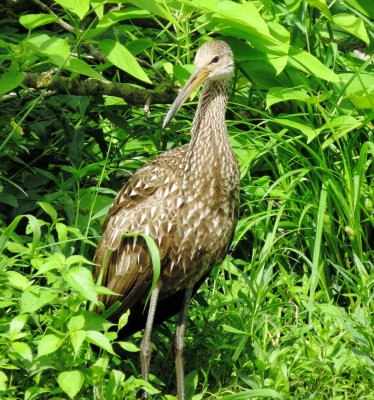 Limpkin