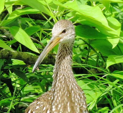 Limpkin