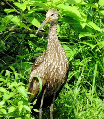 Limpkin