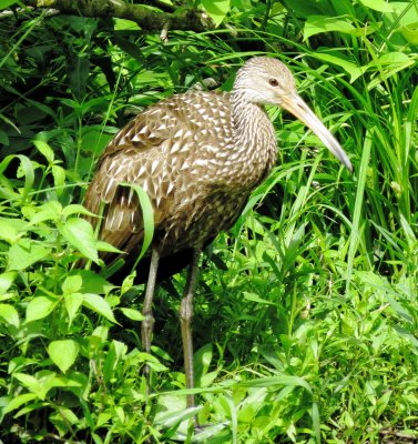 Limpkin