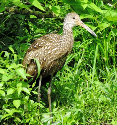 Limpkin