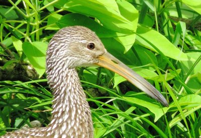 Limpkin