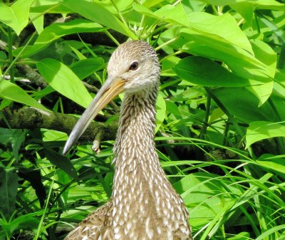 Limpkin