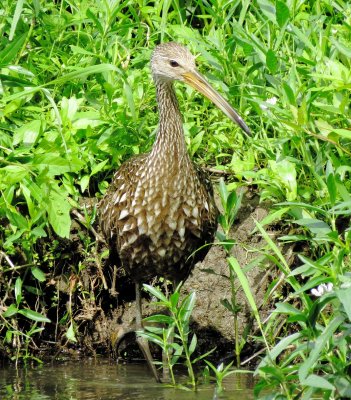 Limpkin