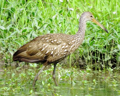 Limpkin