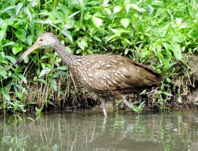 Limpkin