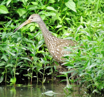 Limpkin