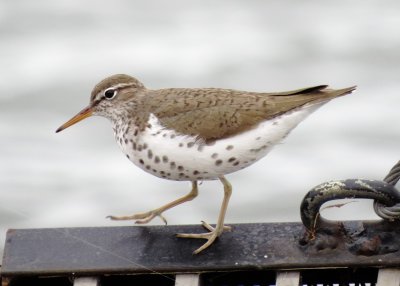 Spotted Sandpiper