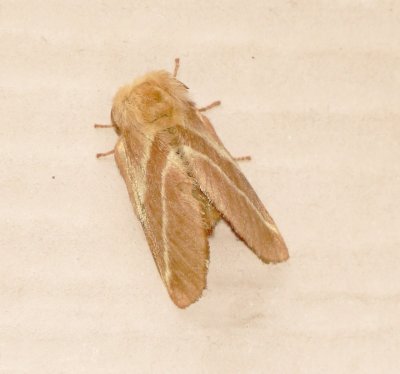 Eastern Tent Caterpillar Moth