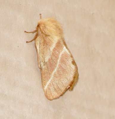 Eastern Tent Caterpillar Moth