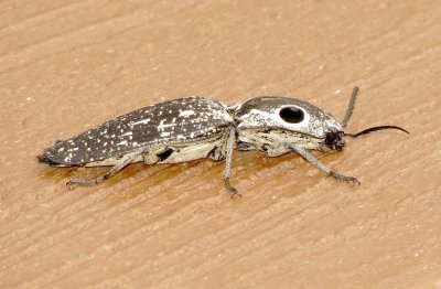 Eastern Eyed Click Beetle