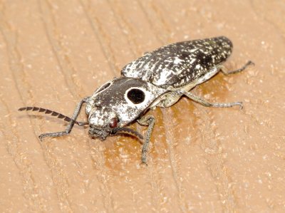 Eastern Eyed Click Beetle