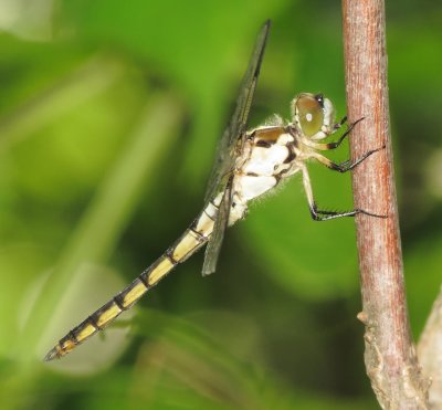 Great Blue Skimmer