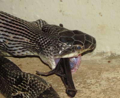 Western Ratsnake