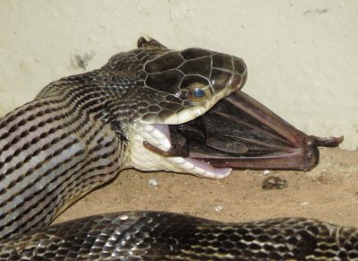 Western Ratsnake