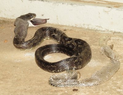 Western Ratsnake