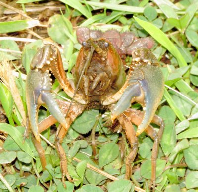 Genus Procambarus