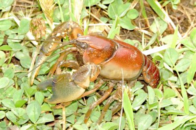 Genus Procambarus