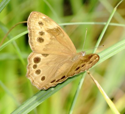 Northern Pearly-Eye