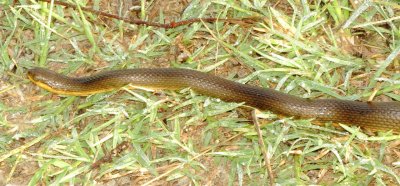 Gulf Swampsnake