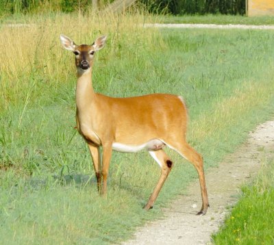 White-Tailed Deer
