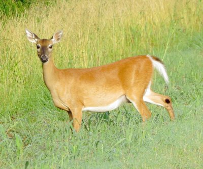 White-Tailed Deer