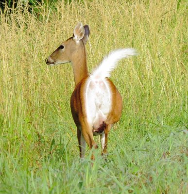 White-Tailed Deer