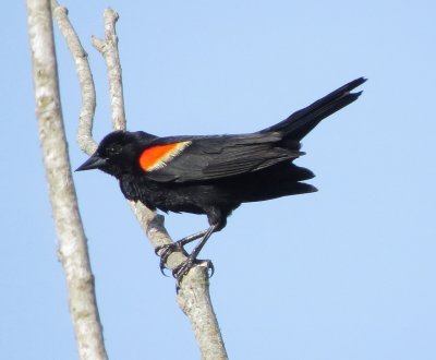 Red-winged Blackbird