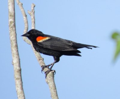 Red-winged Blackbird