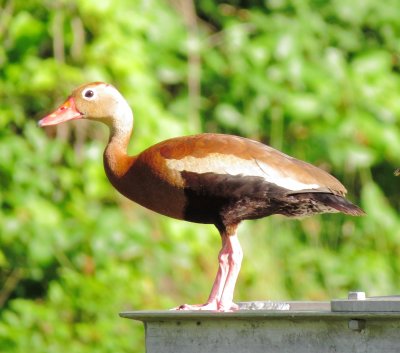 Black-Bellied Whistling Duck