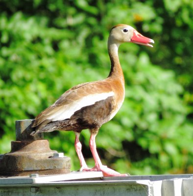 Black-Bellied Whistling Duck