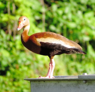 Black-Bellied Whistling Duck
