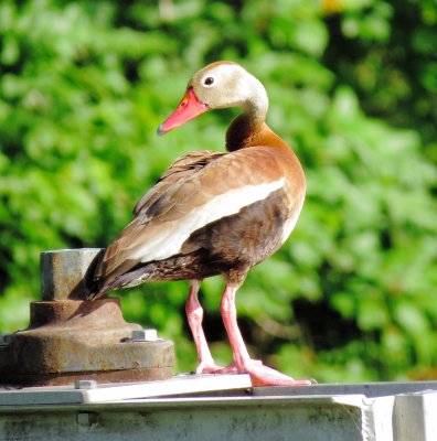 Black-Bellied Whistling Duck