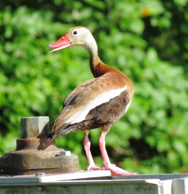 Black-Bellied Whistling Duck