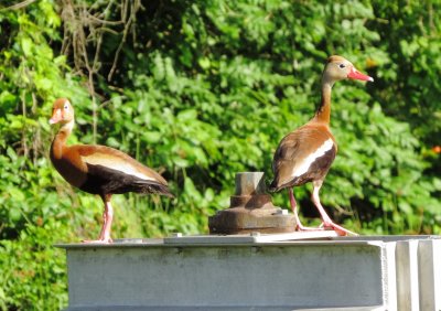 Black-Bellied Whistling Duck