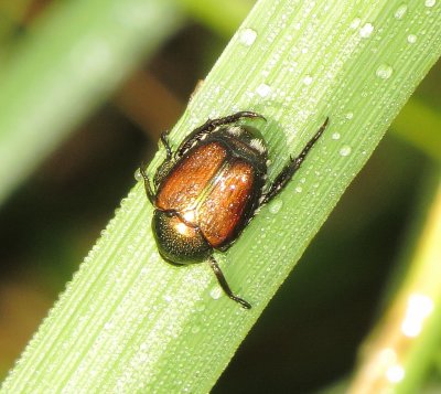 Japanese Beetle